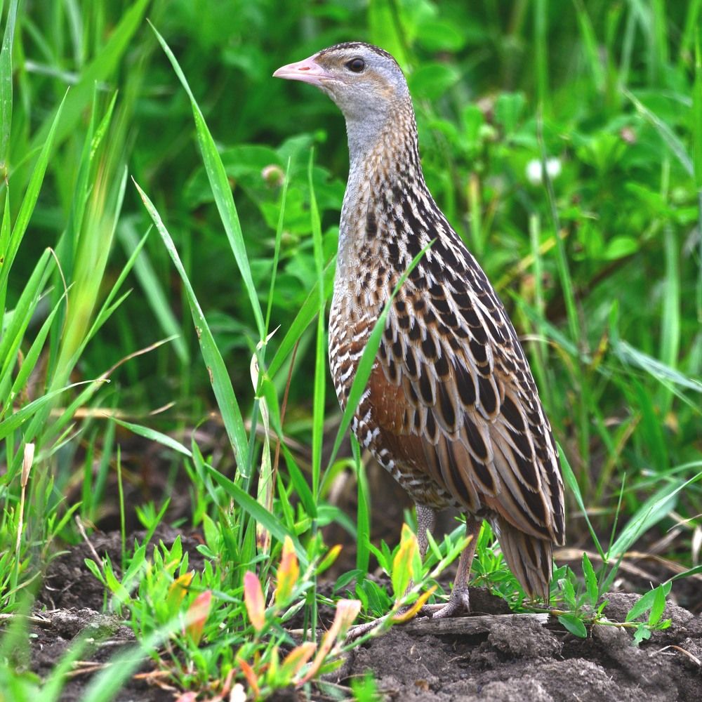 Corncrake. Коростель ( дергач)