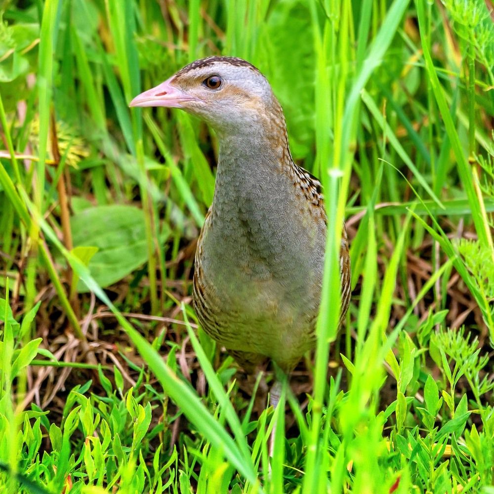 Corncrake. Коростель ( дергач)