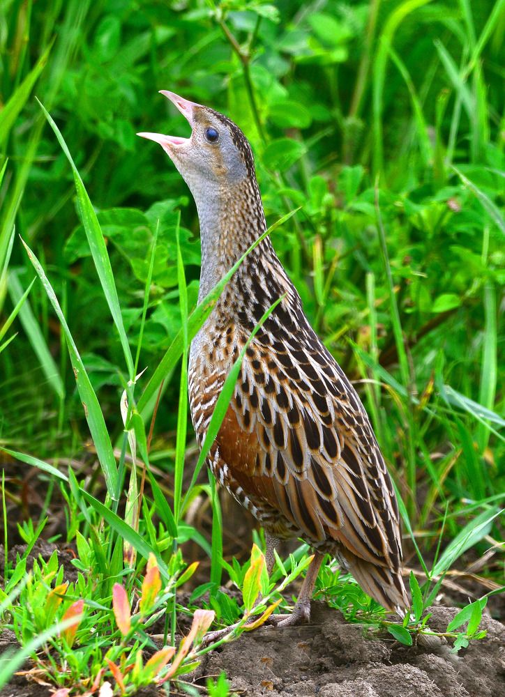 Corncrake. Коростель ( дергач)