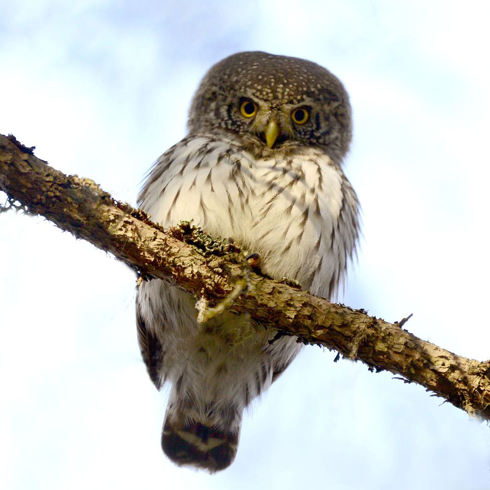 Eurasian Pygmy-Owl. Сычик воробьиный