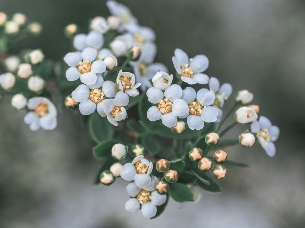 Photo 2476175