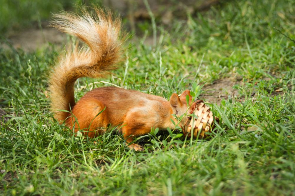 Белка и корзинка