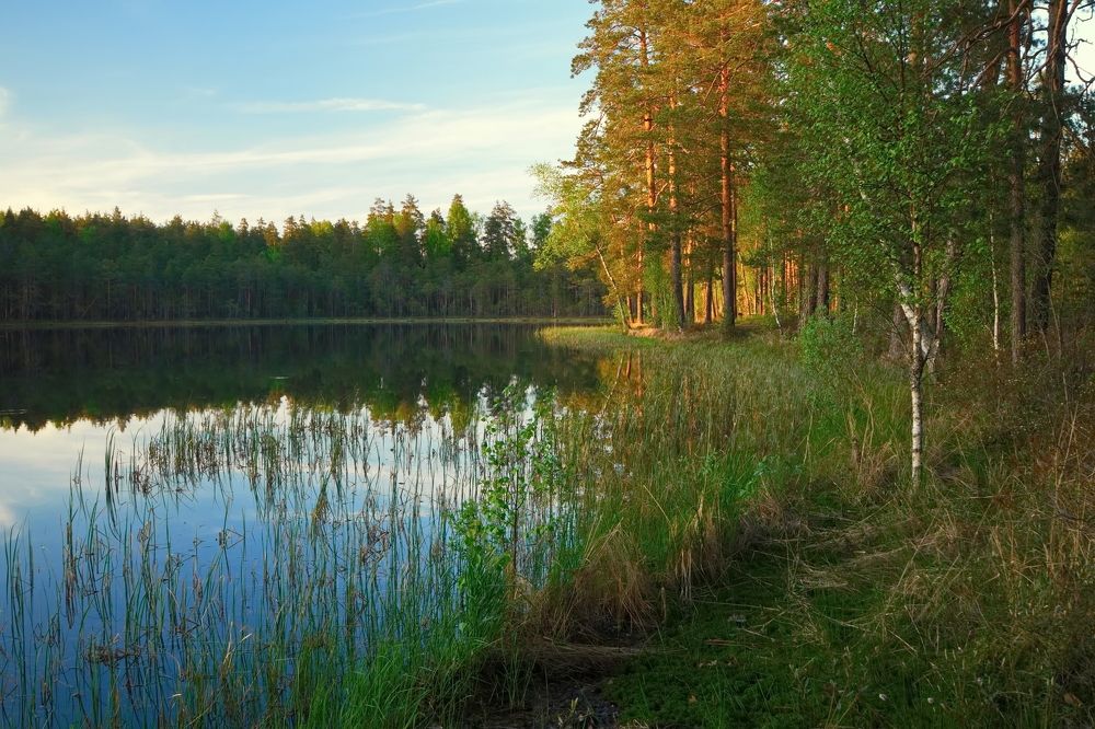 На лесном озере