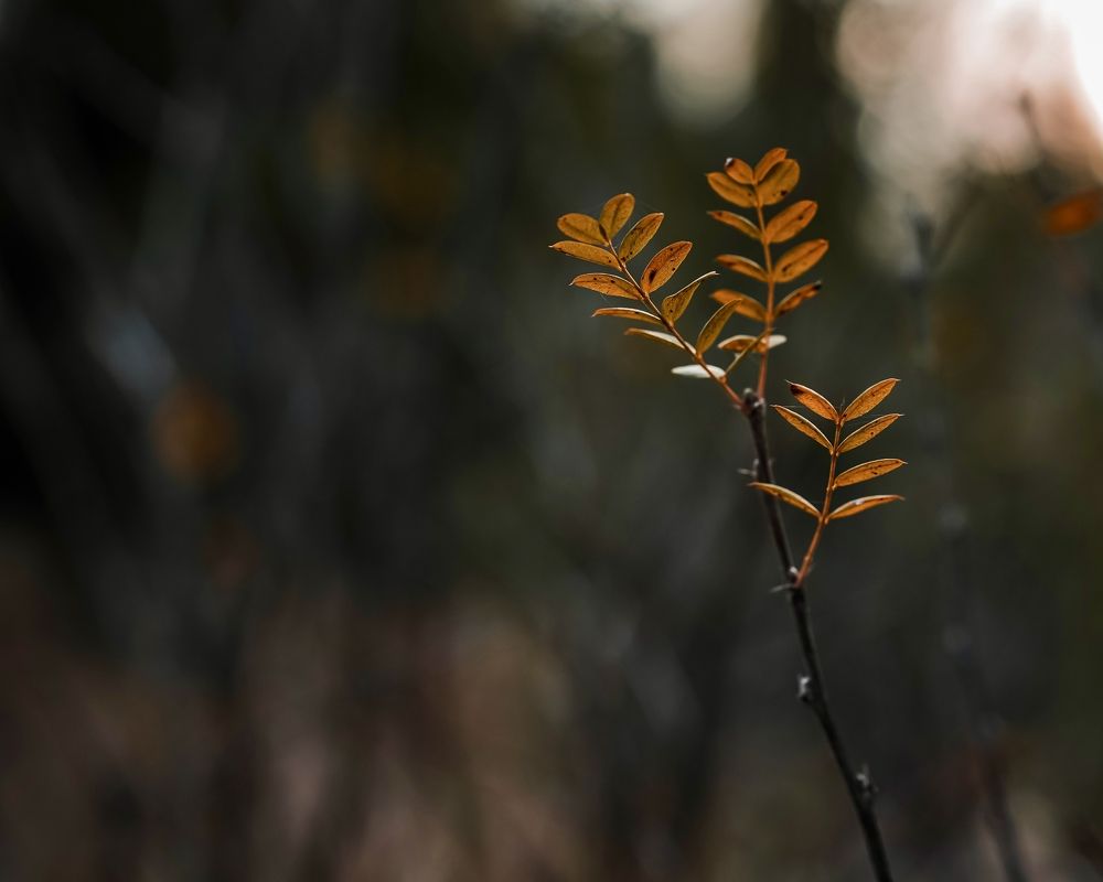 Photo 2478341