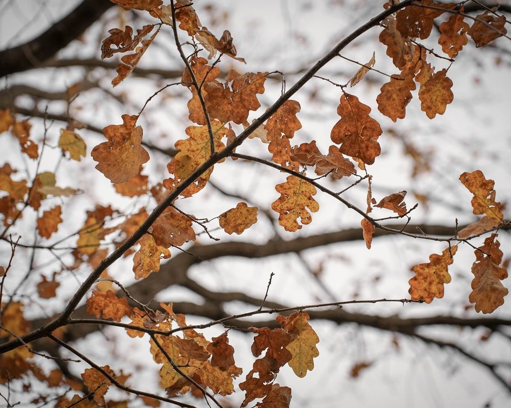 Photo 2478345