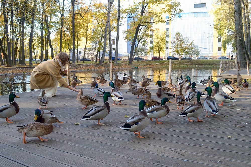 В осеннем парке