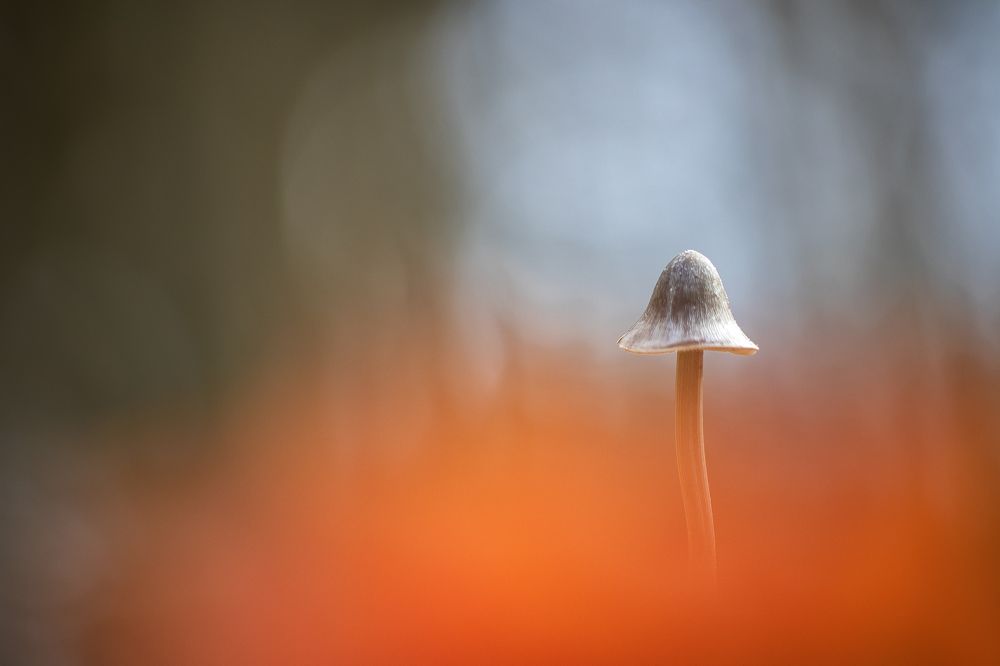 Photo 2479564