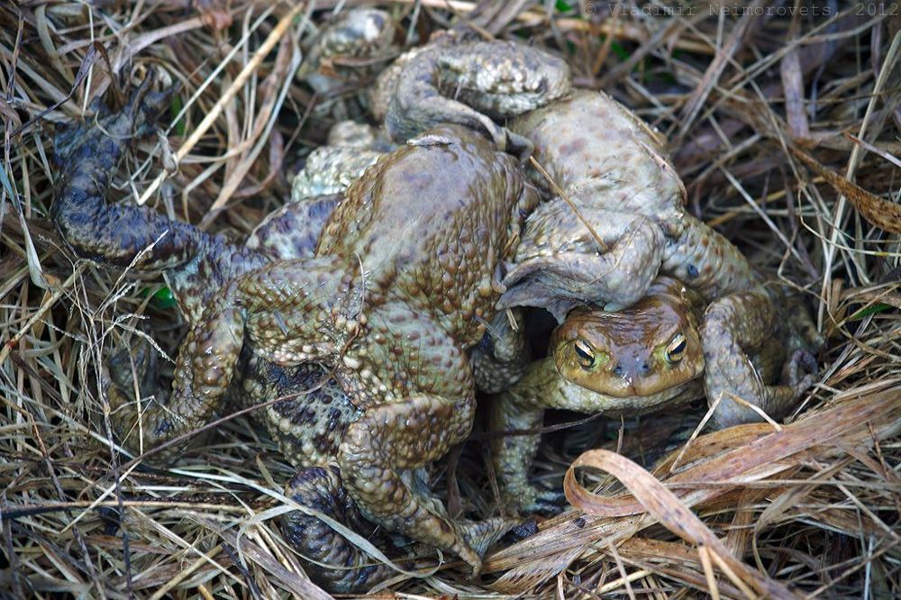 Bufo bufo: битва за самку