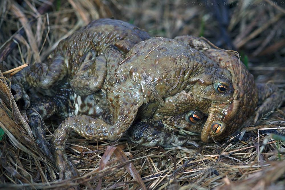 Bufo bufo: битва за самку