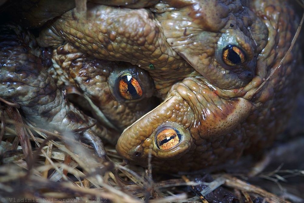 Bufo bufo: битва за самку