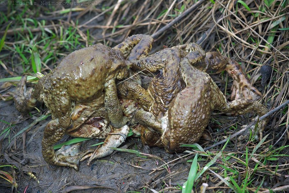 Bufo bufo: битва за самку