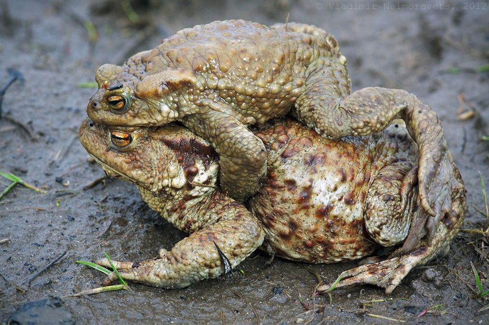 Bufo bufo: битва за самку
