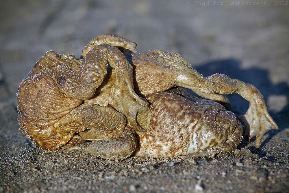 Bufo bufo: битва за самку