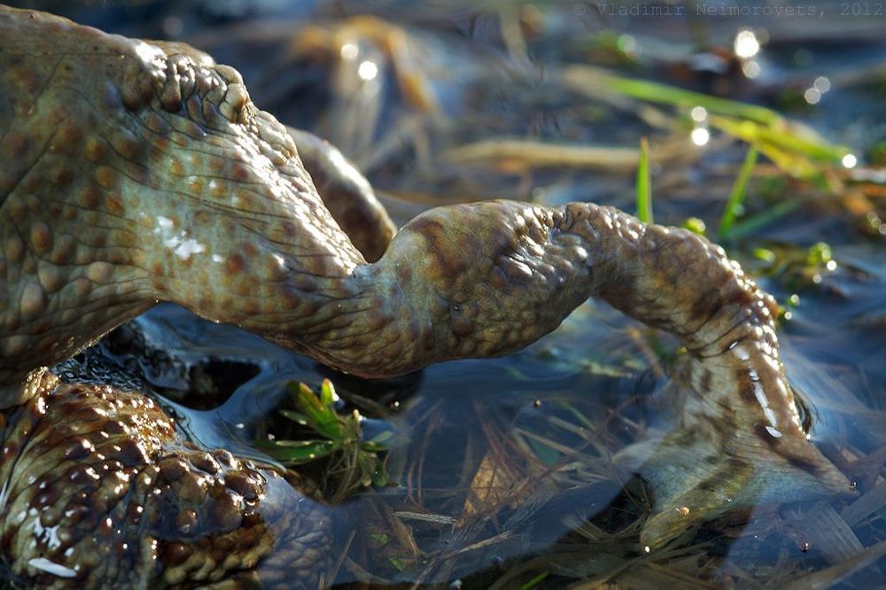 Bufo bufo: битва за самку