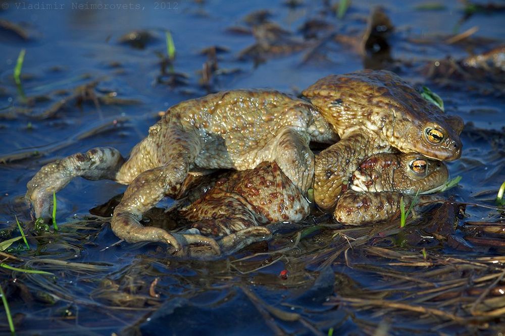 Bufo bufo: битва за самку