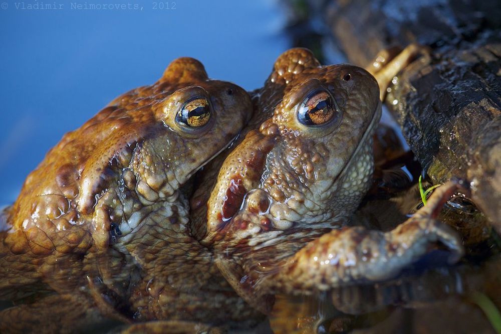 Bufo bufo: битва за самку