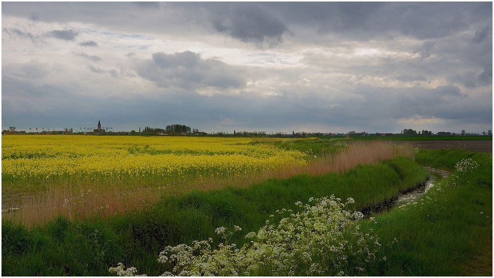 A thriving rapeseed field and wild flowers.
