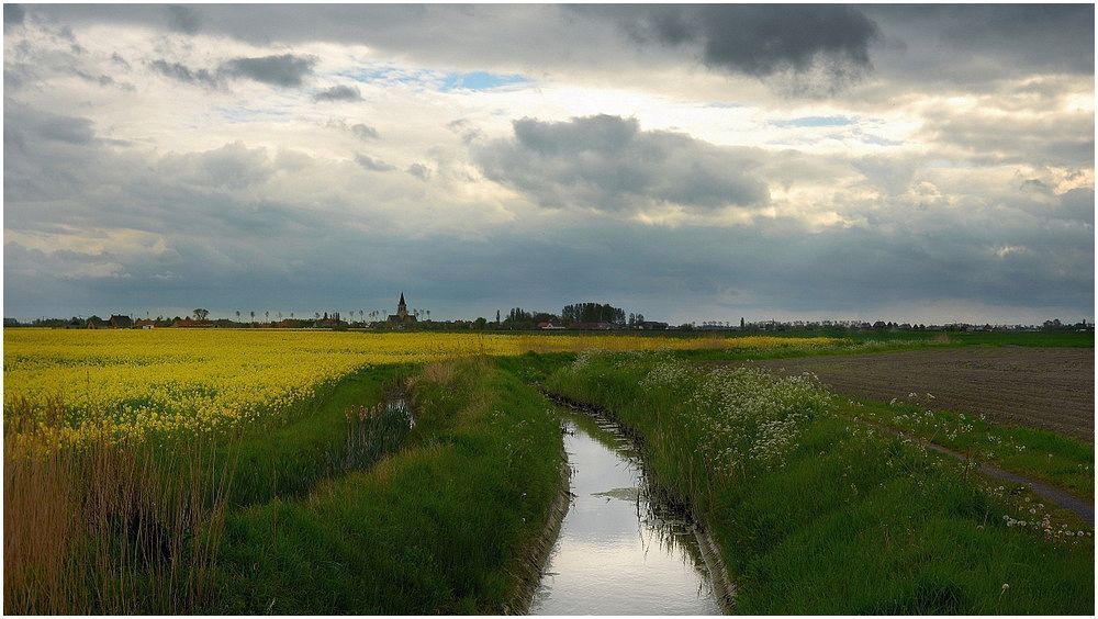Rapeseed field, wild flowers and the green grass.
