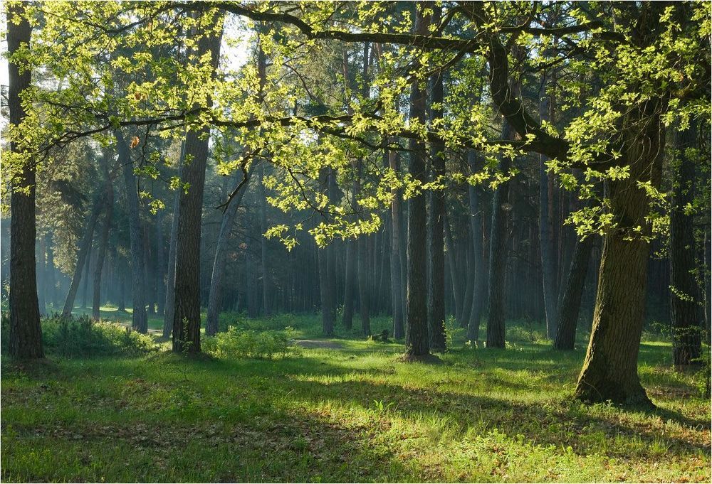 в весеннем бору