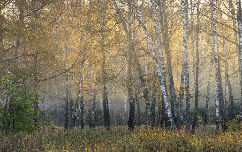 НЕоткрыточная осень