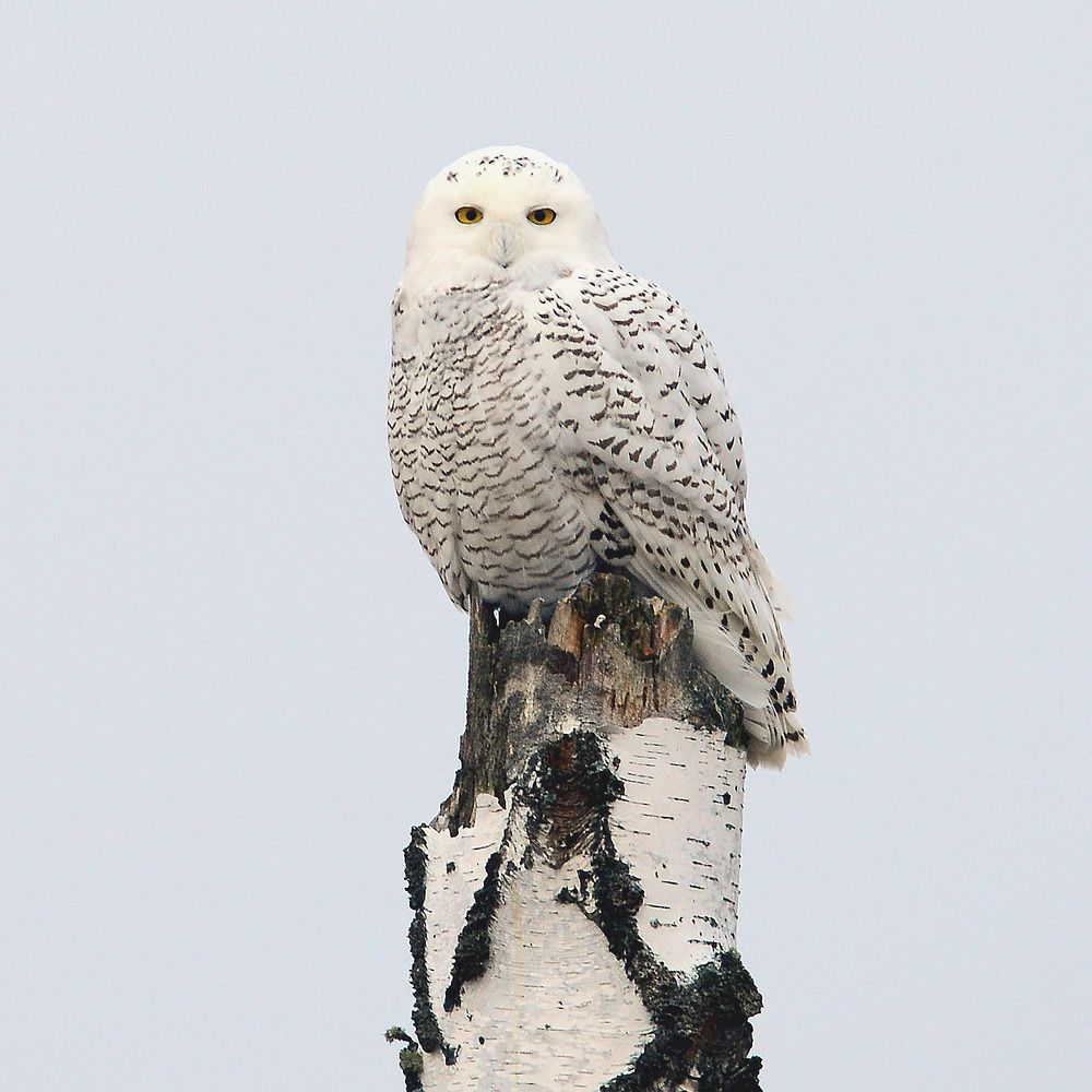 Snowy Owl Полярная гостья