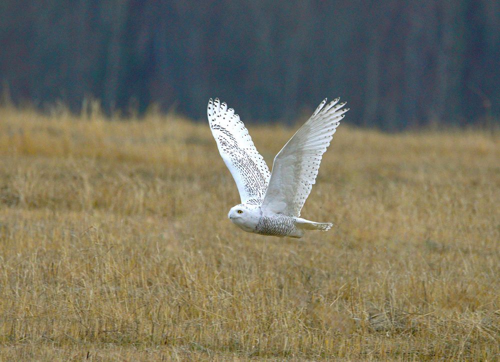 Snowy Owl Полярная гостья
