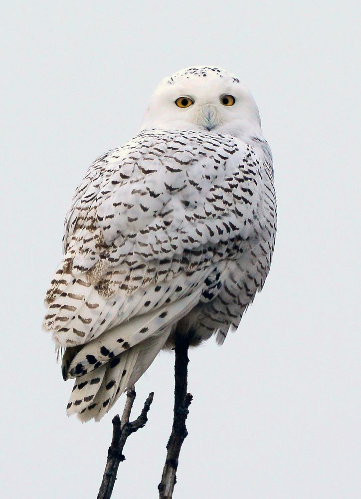 Snowy Owl Полярная гостья
