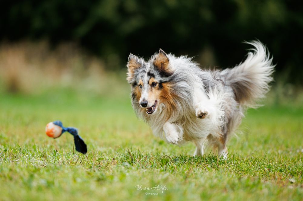 Pitch&Go
