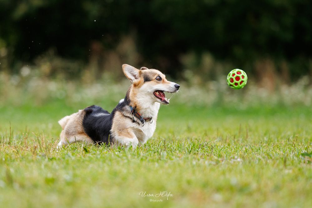Pitch&Go