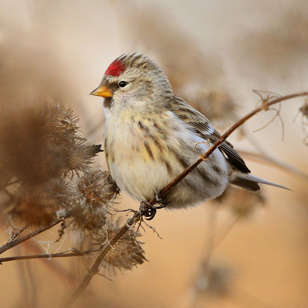 Common Redpoll  Чечетка обыкновенная