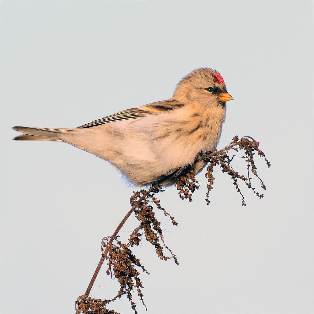Common Redpoll  Чечетка обыкновенная