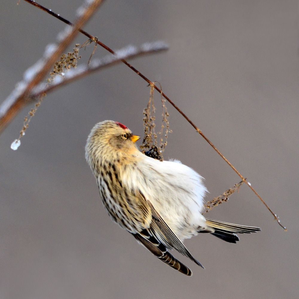Common Redpoll  Чечетка обыкновенная