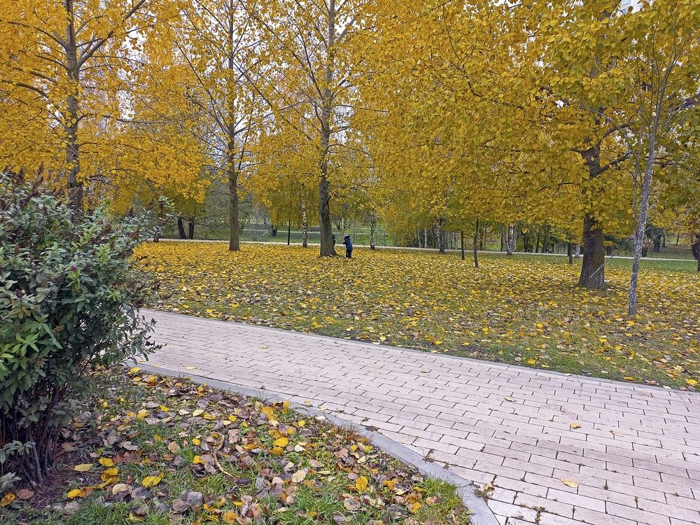 На аллеях осеннего парка