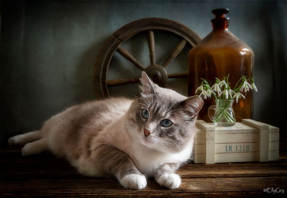 Котик Айс
