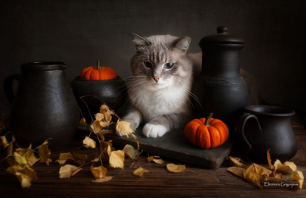 Котик Айс