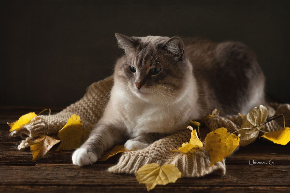 Котик Айс