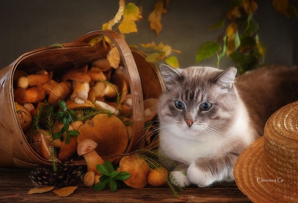 Котик Айс