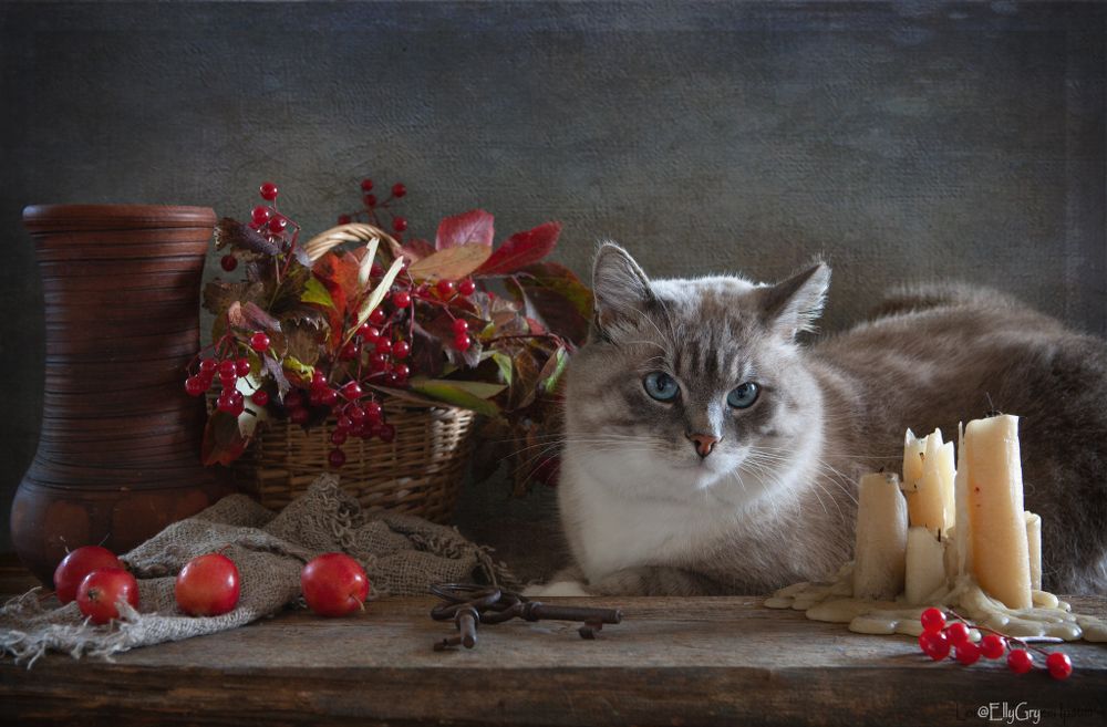 Котик Айс