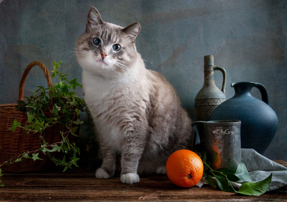 Котик Айс