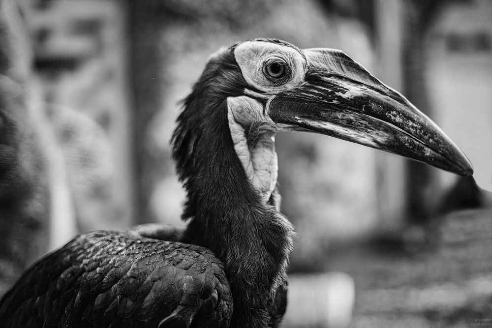 Bucorvus leadbeateri
