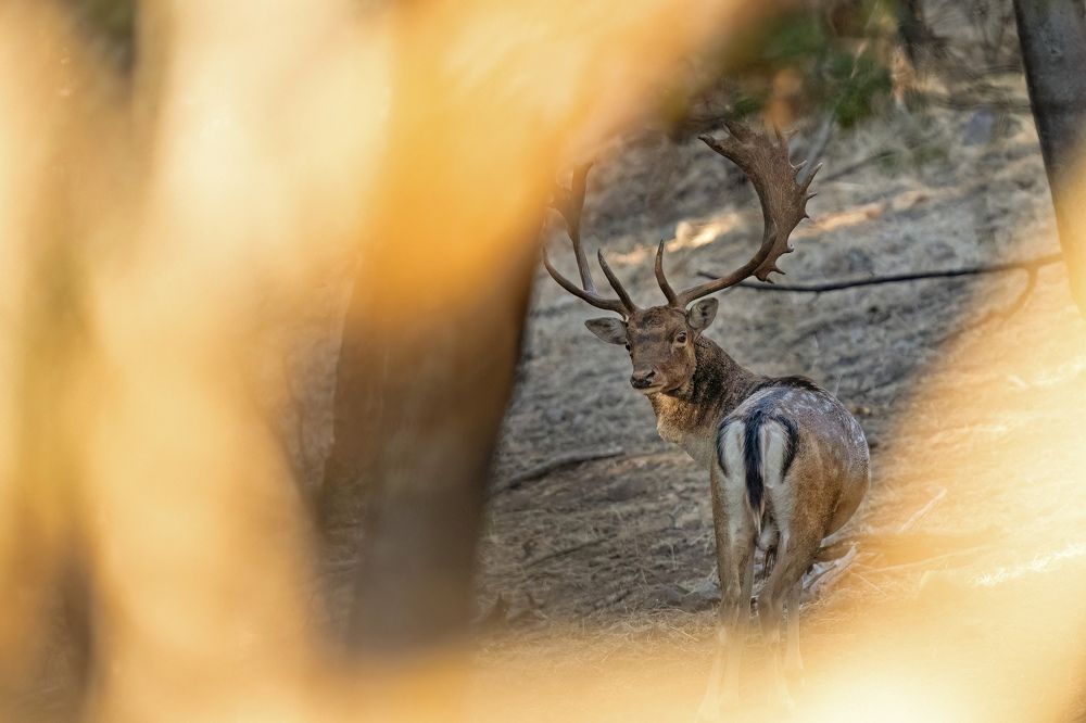 Photo 2483355