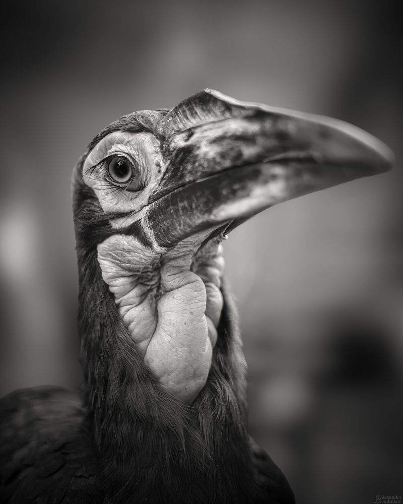 Bucorvus leadbeateri