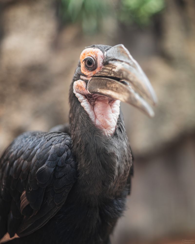 Bucorvus leadbeateri