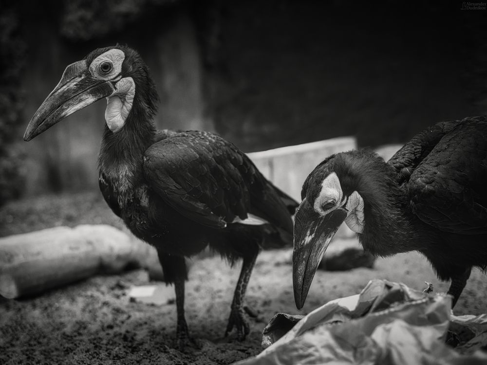 Bucorvus leadbeateri