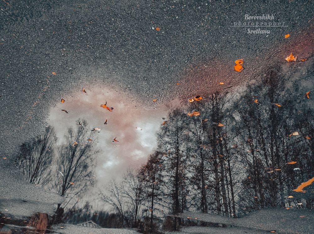 Мир, отражённый в луже...