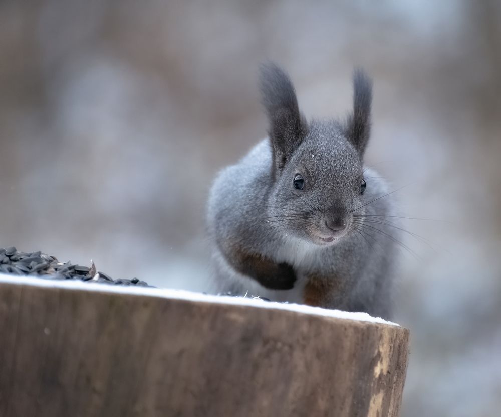Серая белочка