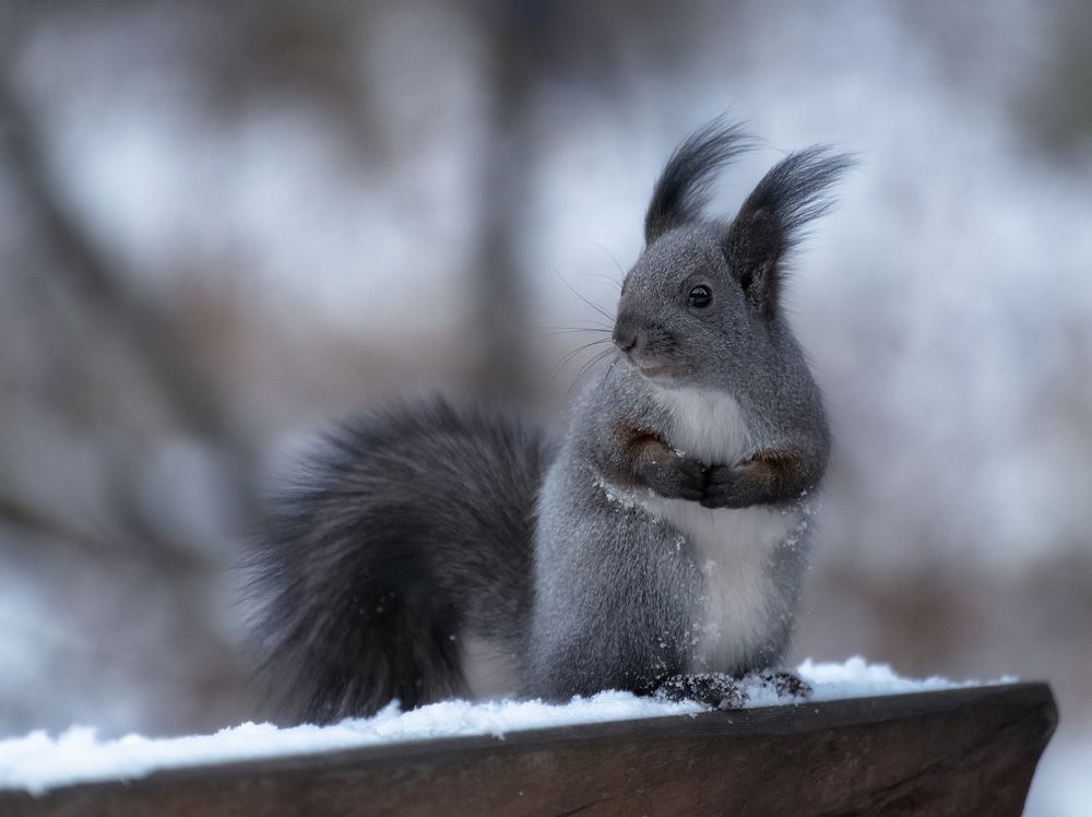 Серая белочка