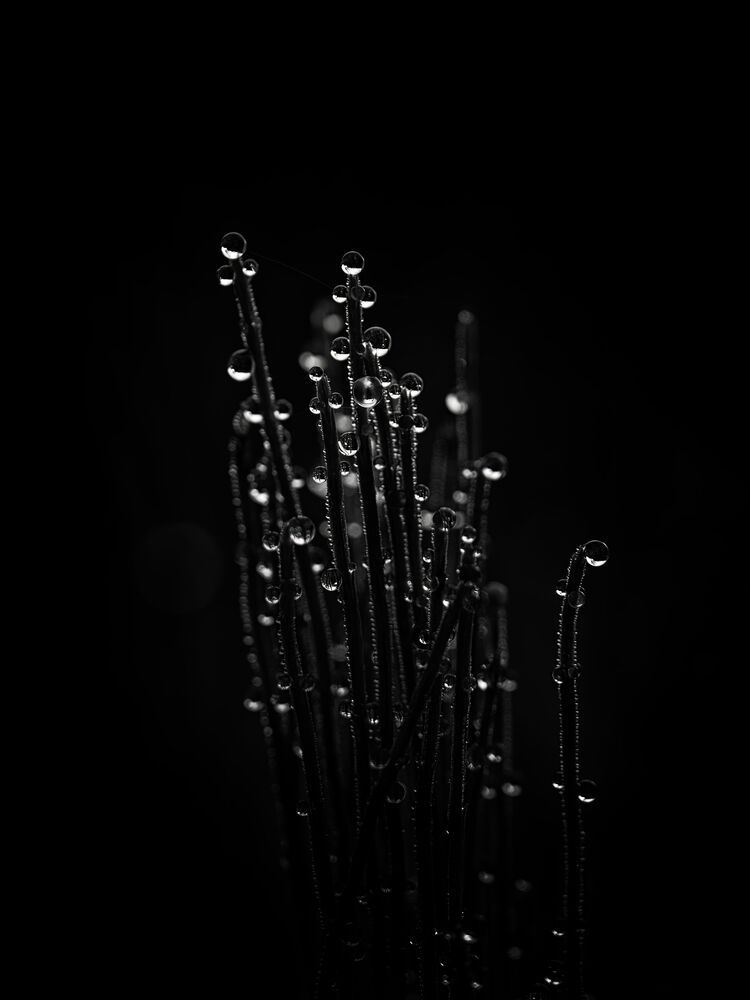 Photo 2486294