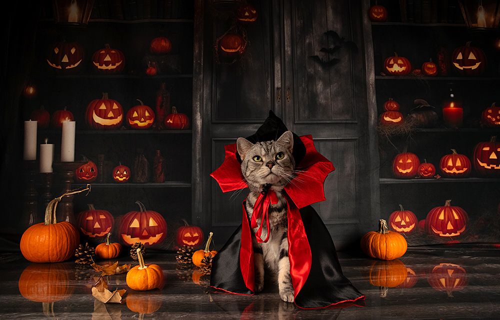 Happy Нalloween! Котики для Хэллоуина!