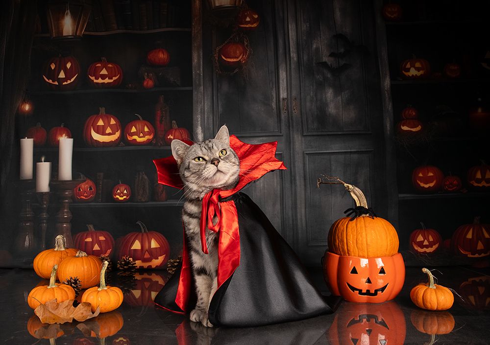 Happy Нalloween! Котики для Хэллоуина!